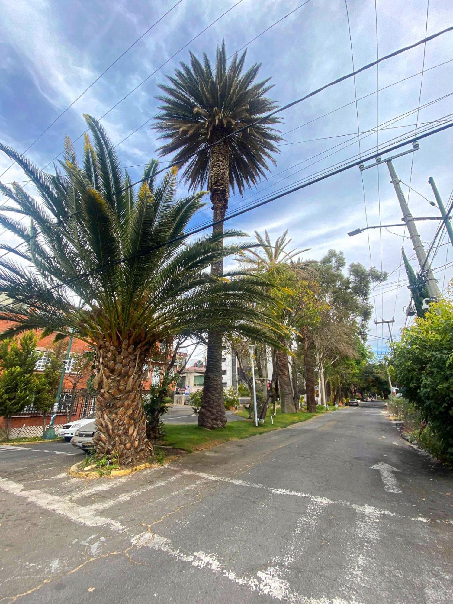 Modern Studio, Rooftop Charm, Cdmx Center2 メキシコシティ エクステリア 写真