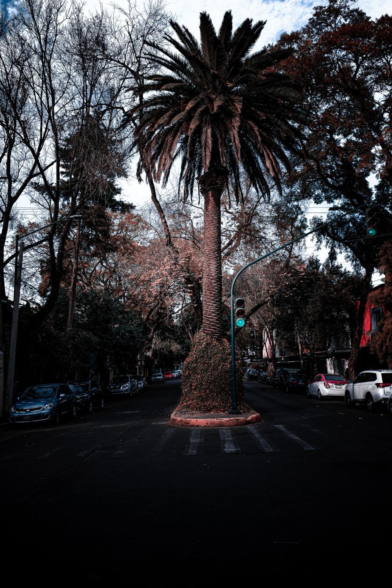 Modern Studio, Rooftop Charm, Cdmx Center2 メキシコシティ エクステリア 写真